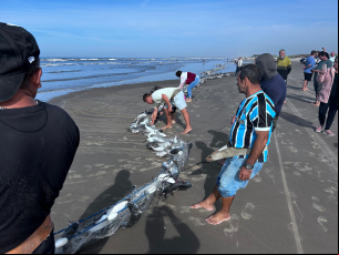 Notícia - [Vídeo] Chegou no Rincão também! Pescadores estimam 15 toneladas em lanço de tainha